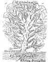 Family History Tree Memento by Evelyn Jackson
