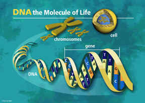 DNA Structure